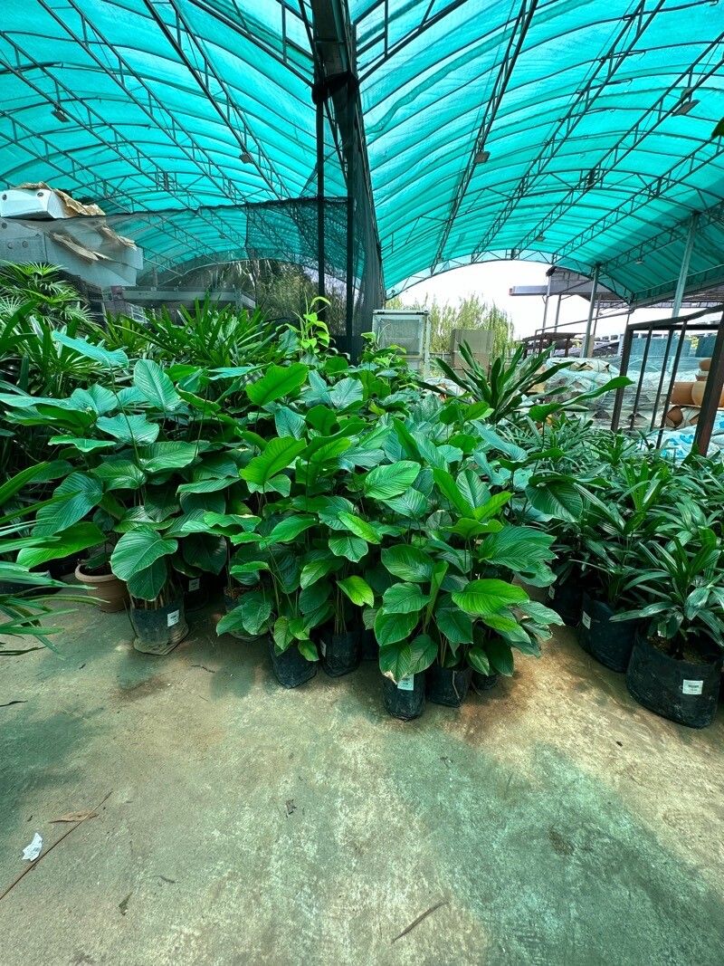 Thaumatococcus daniellii leaf