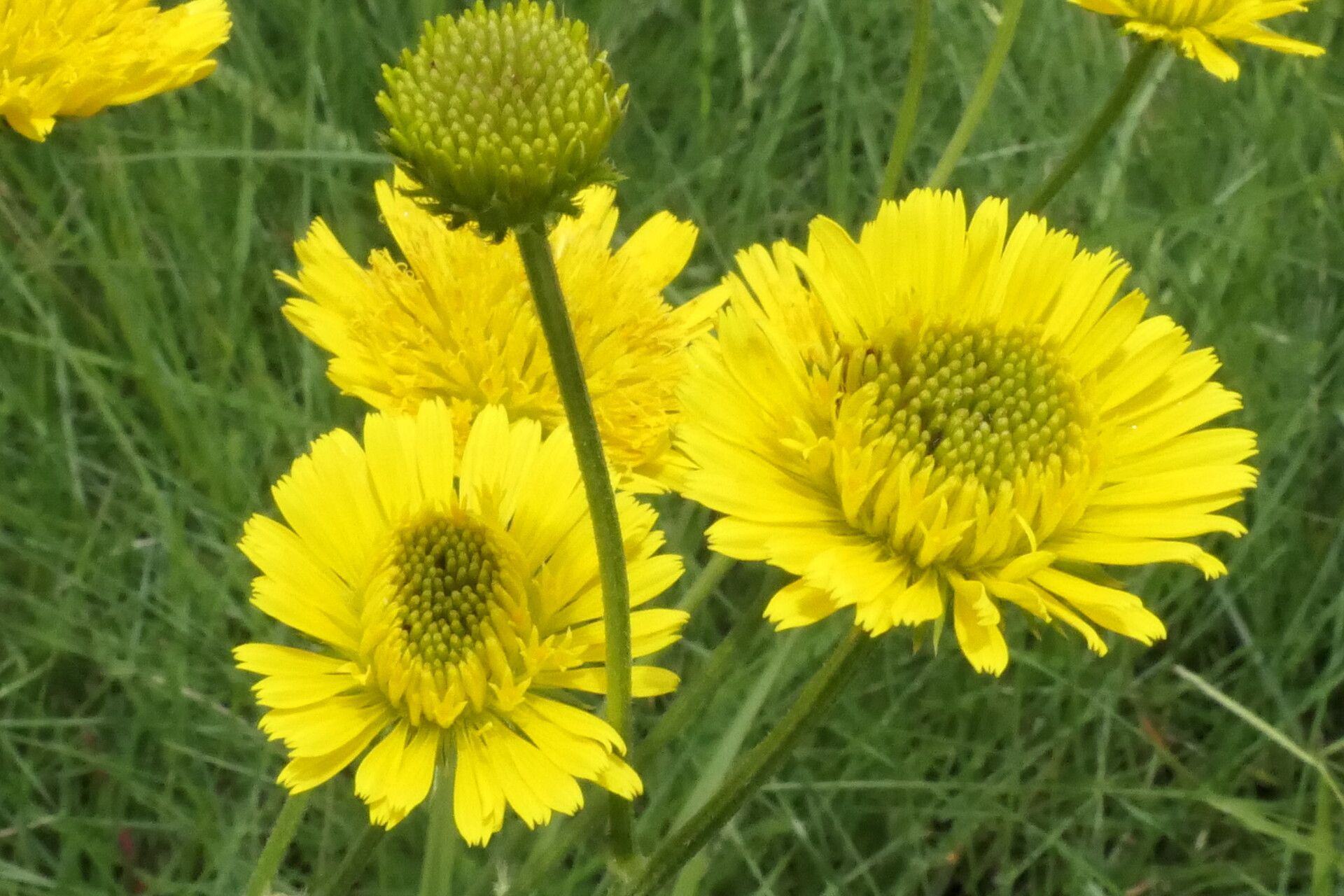 Berkheya setifera flower