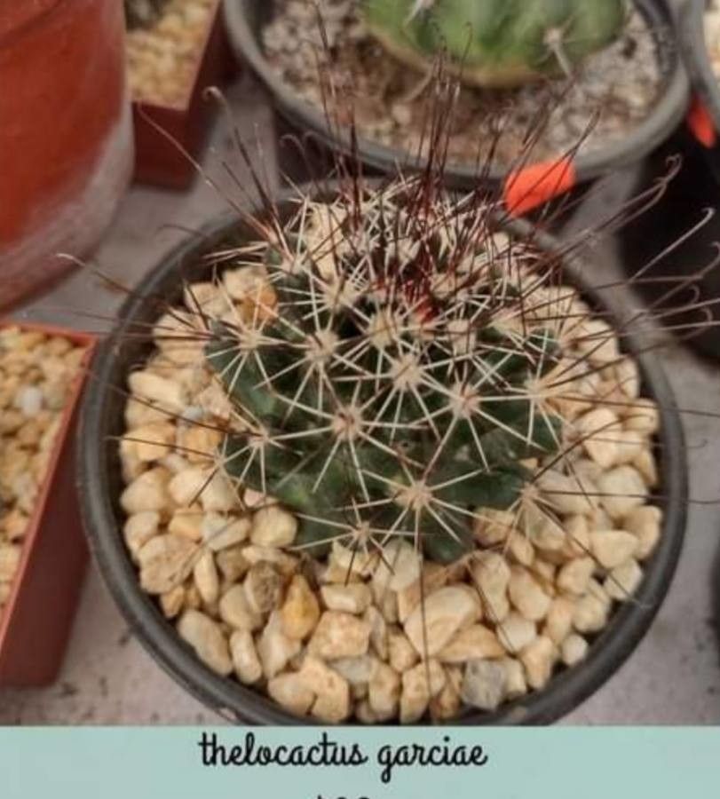 Coryphantha odorata leaf