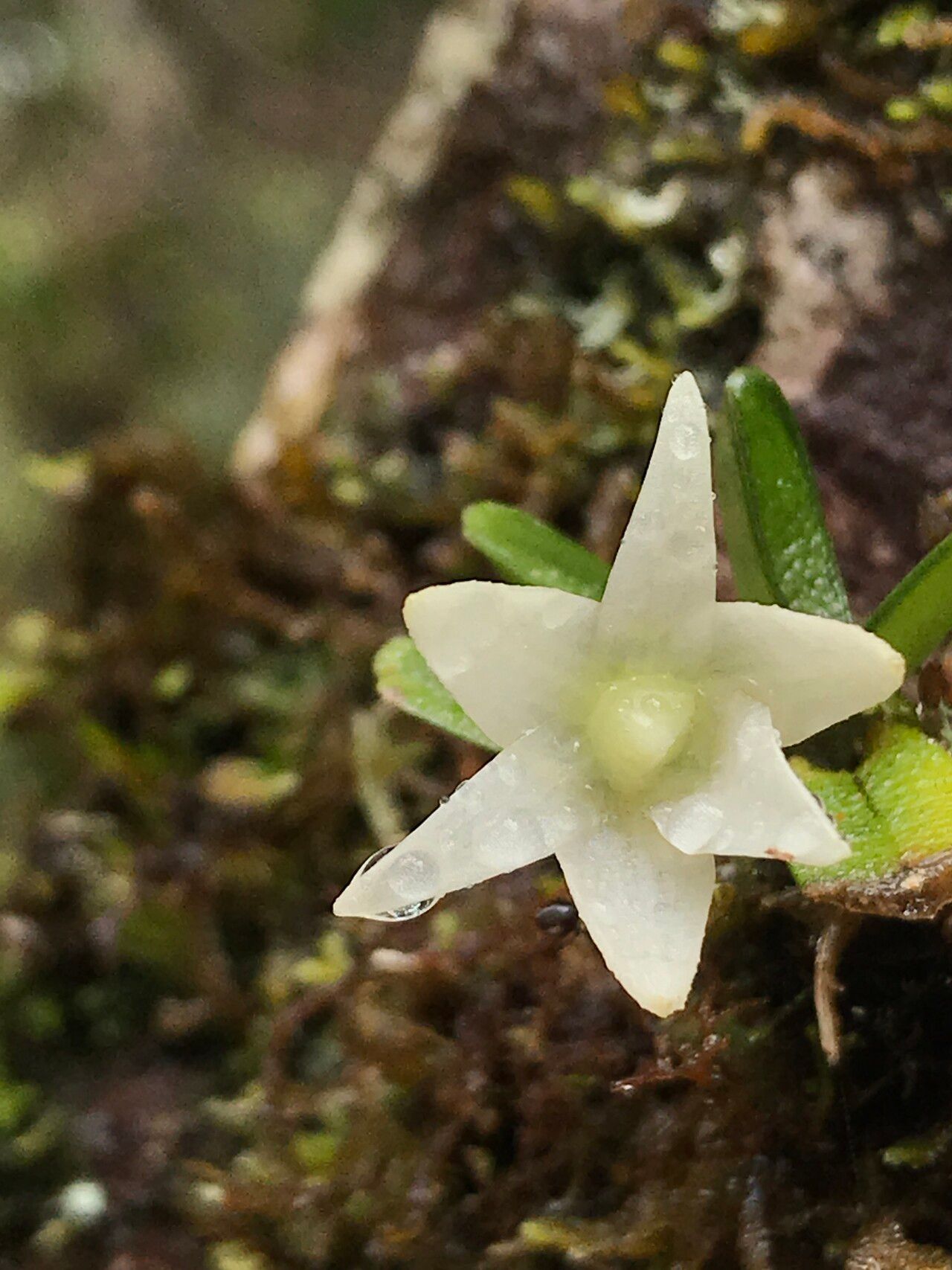 Angraecum lecomtei flower