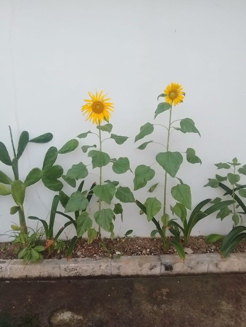 Helianthus argophyllus