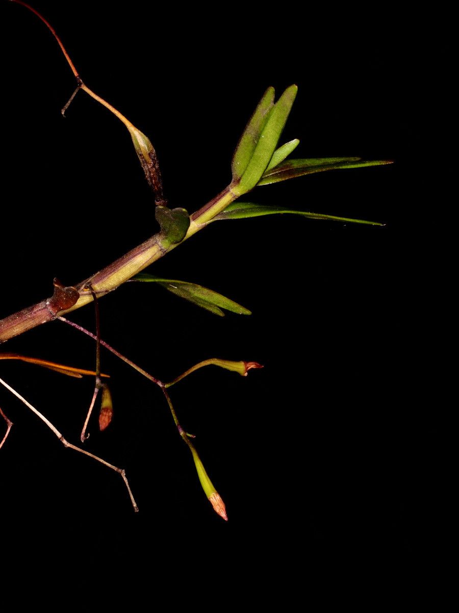 Dendrobium cleistogamum — houseplant care guide