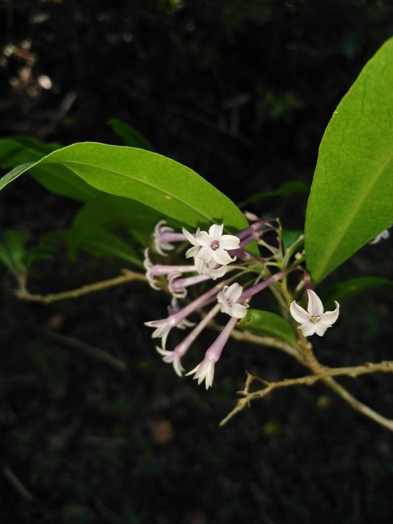 Cestrum irazuense — search result for 'Cestrum'