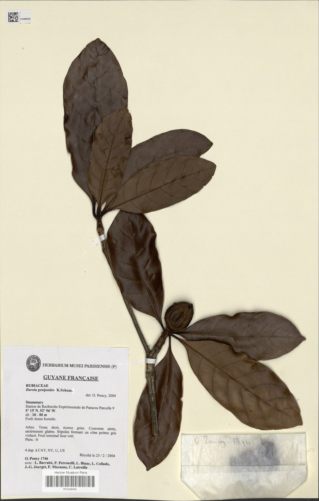 Duroia genipoides fruit