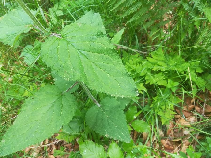 Scrophularia alpestris leaf