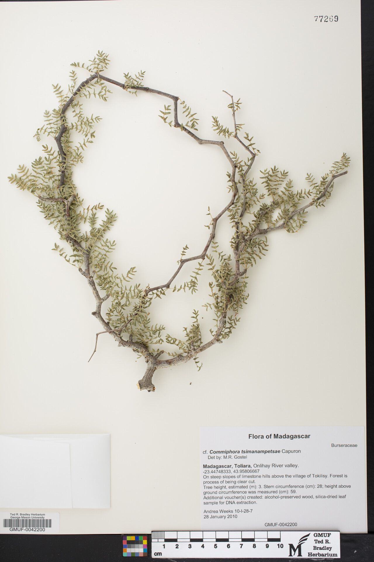 Commiphora tsimanampetsae — houseplant care guide