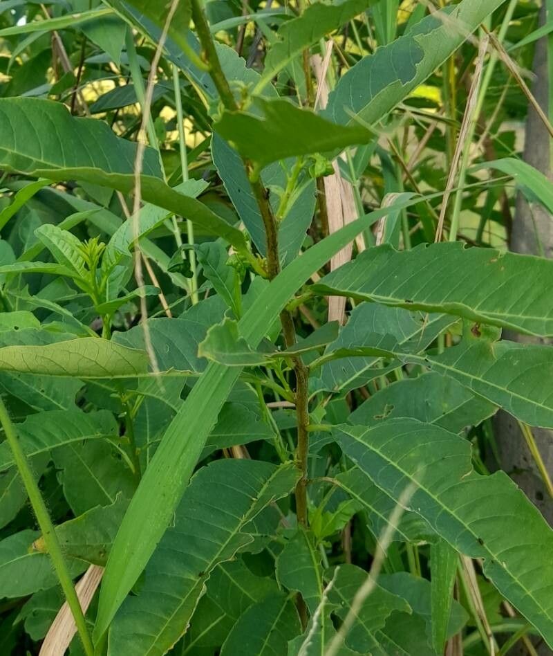 Cestrum lorentzianum — search result for 'Cestrum'