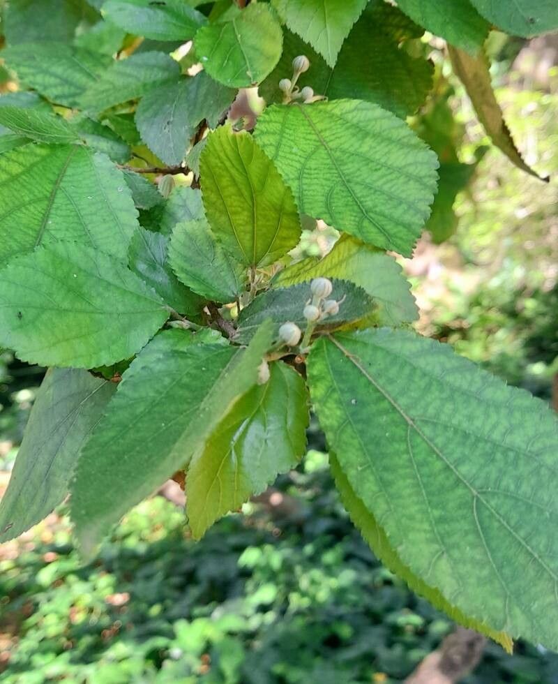 Grewia oppositifolia — houseplant care guide