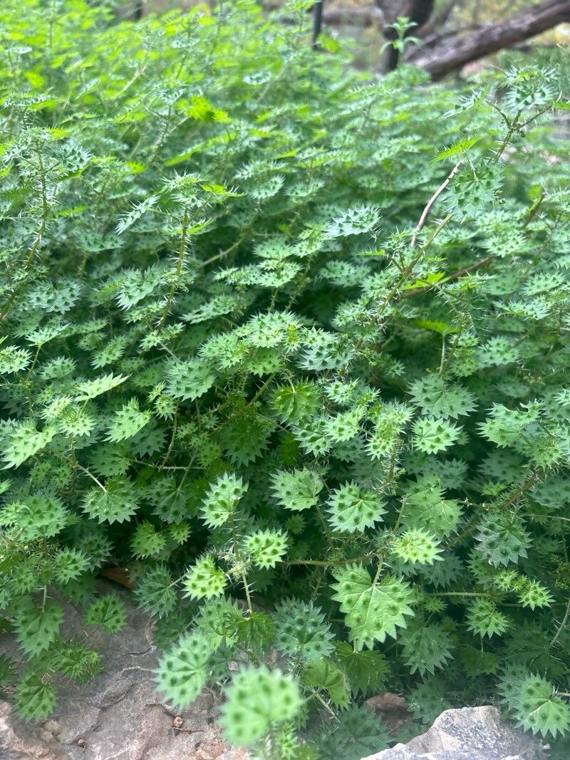 Urtica bianorii leaf
