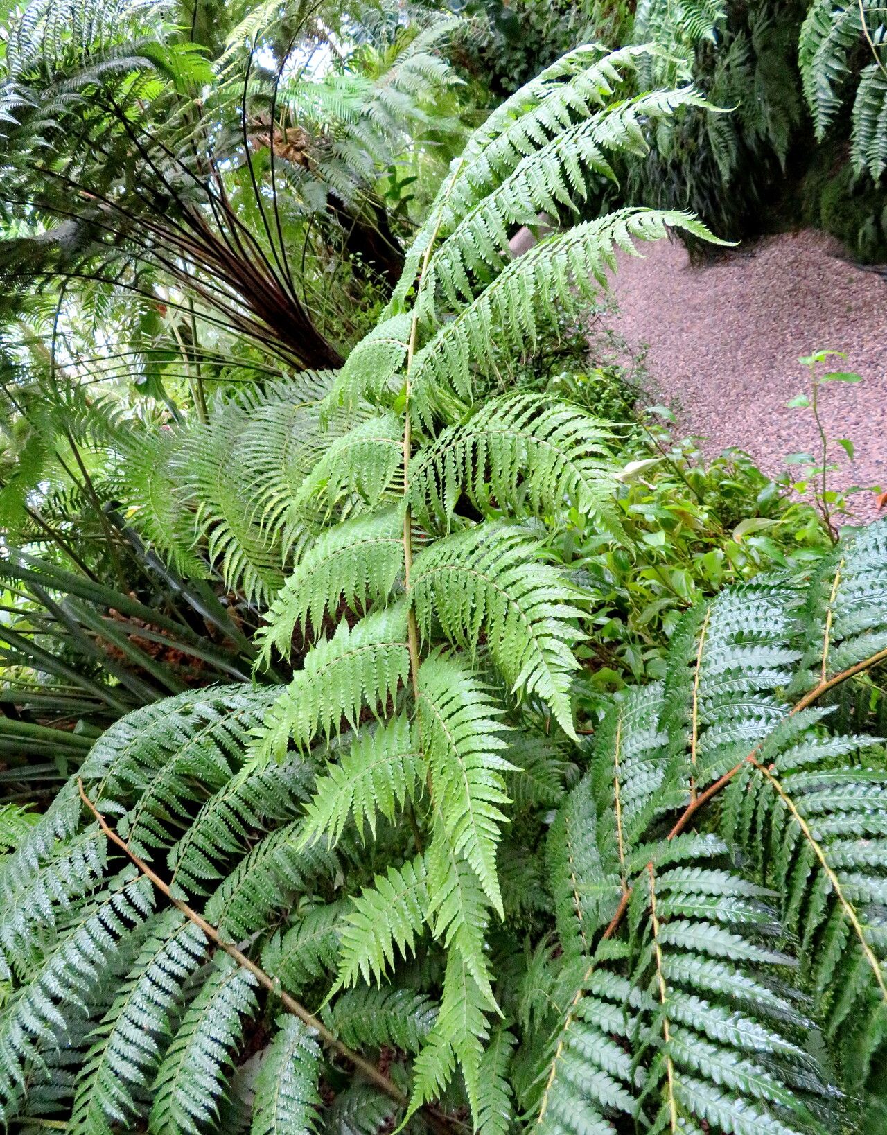 Dicksonia youngiae — houseplant care guide