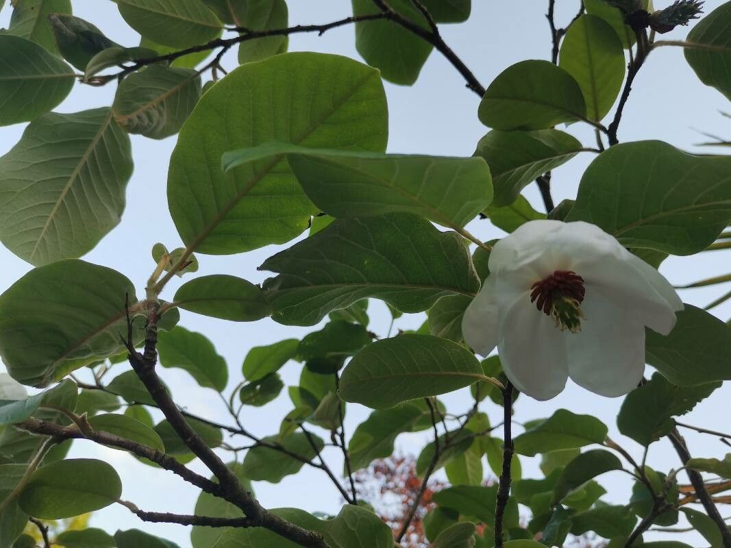 Magnolia wilsonii — search result for 'Magnolia'