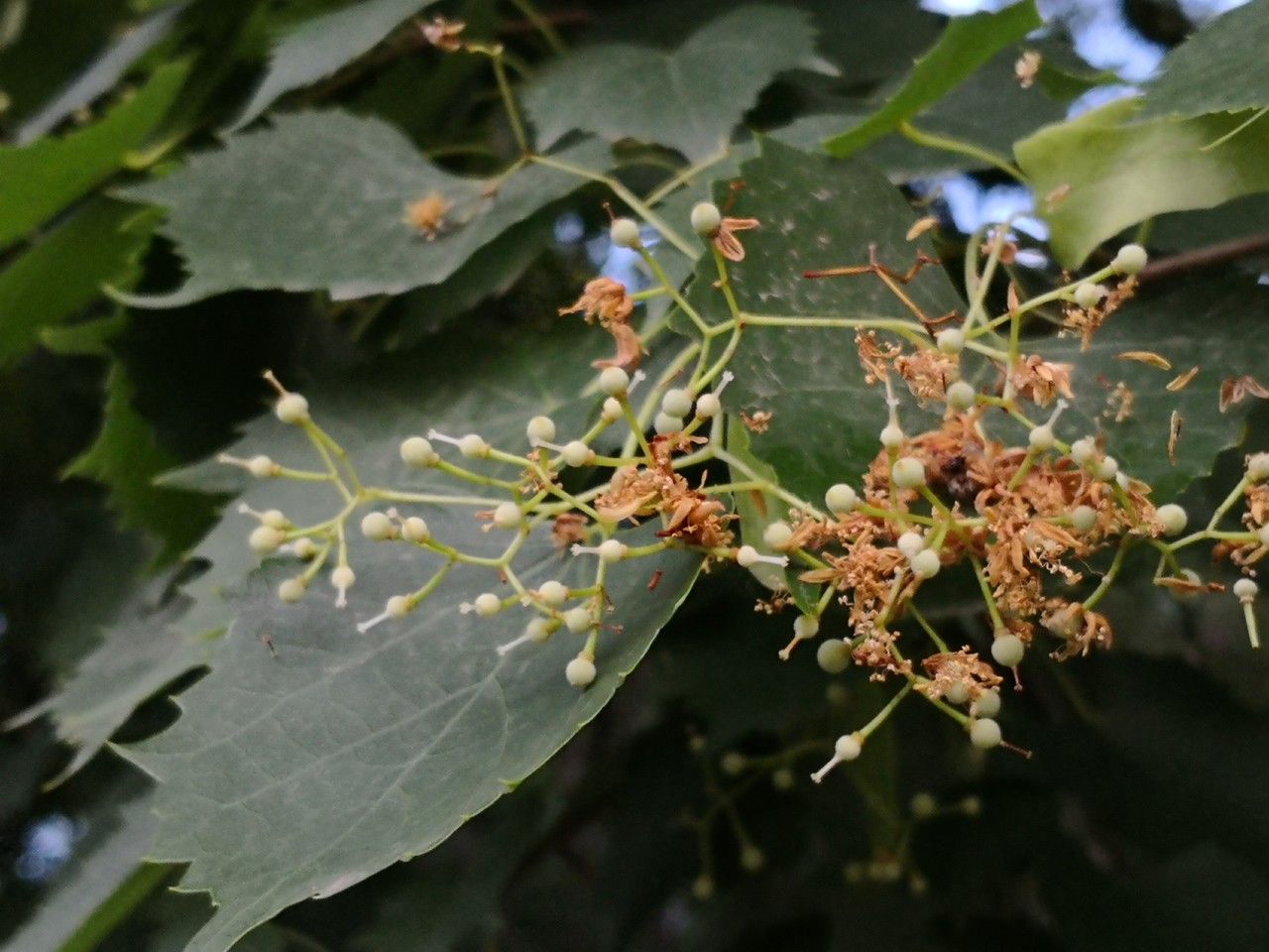 Tilia mongolica fruit