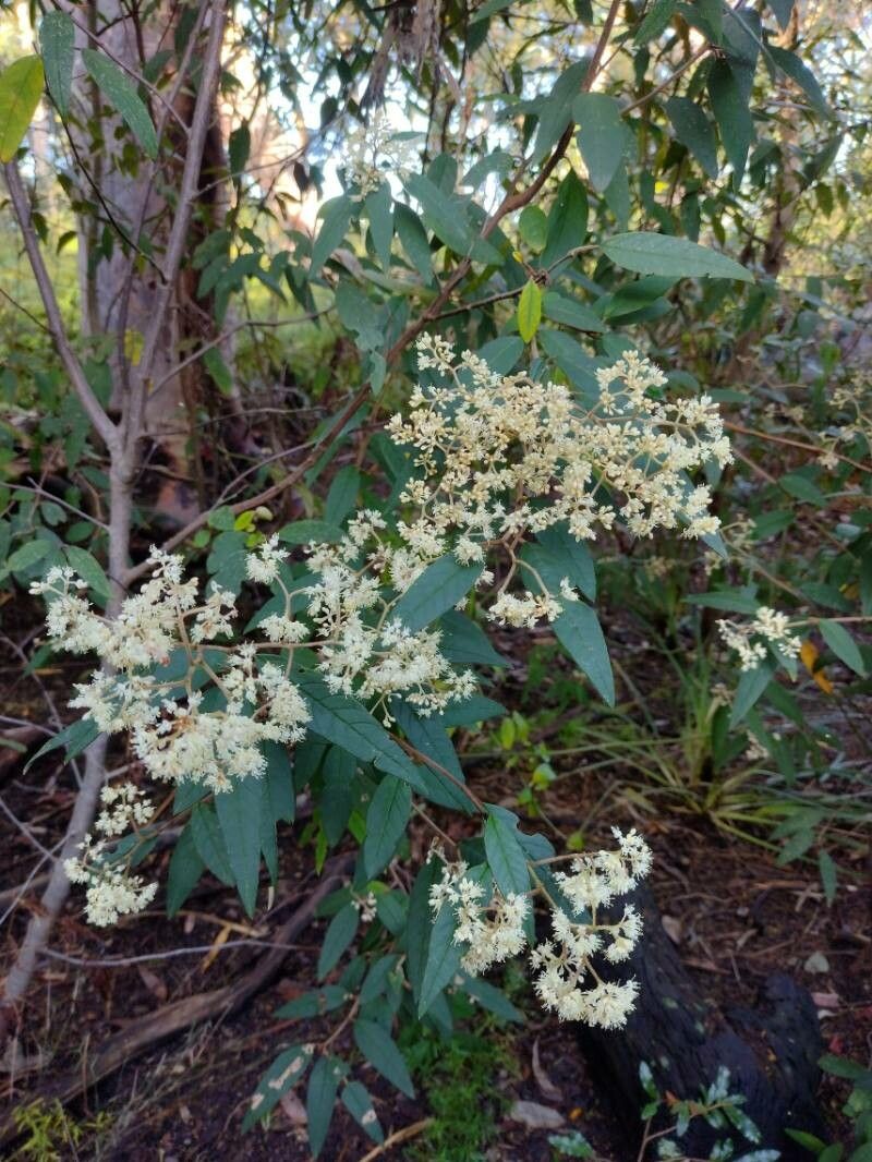 Pomaderris wendlandiana flower