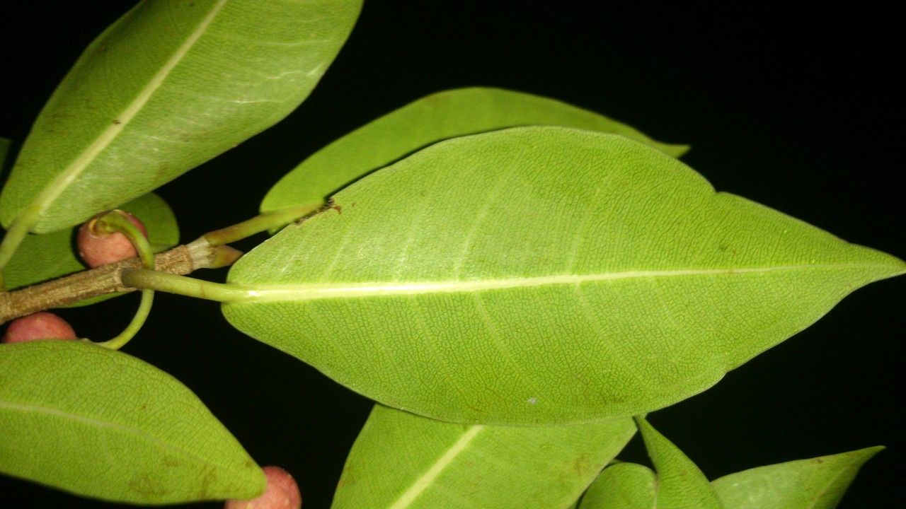 Ficus americana — search result for 'Ficus'