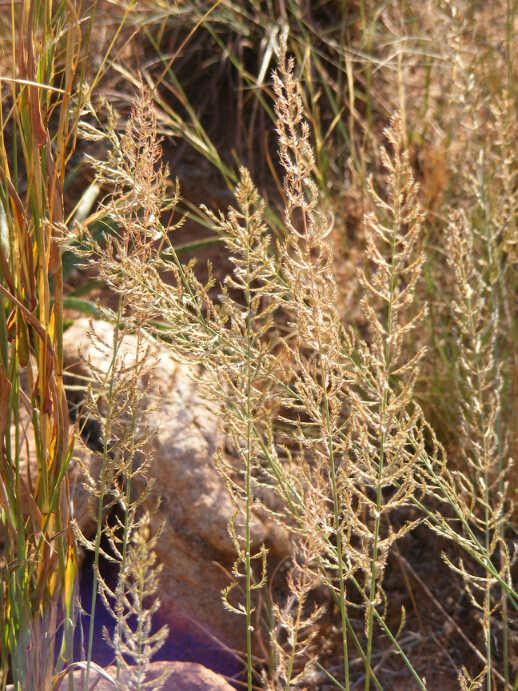 Pogonarthria squarrosa — houseplant care guide