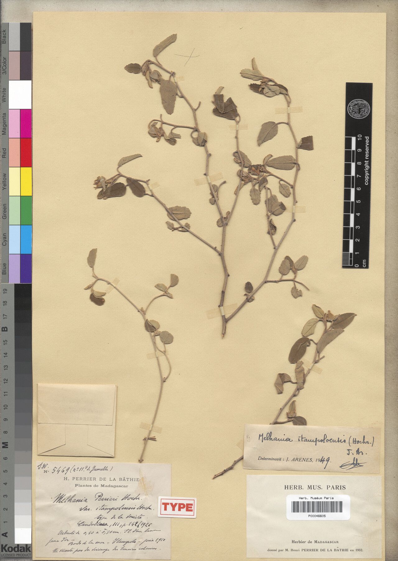 Melhania itampoloensis — houseplant care guide