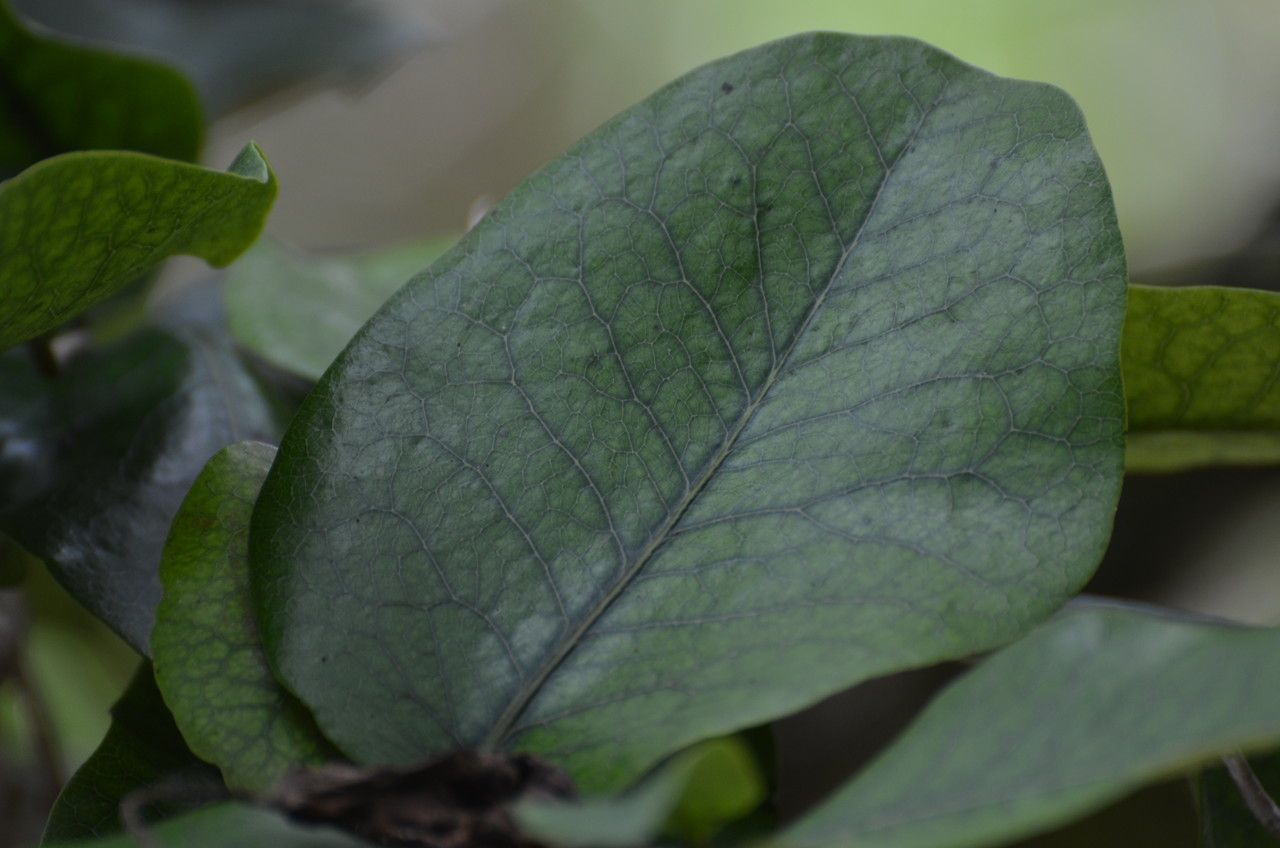 Diospyros egrettarum leaf