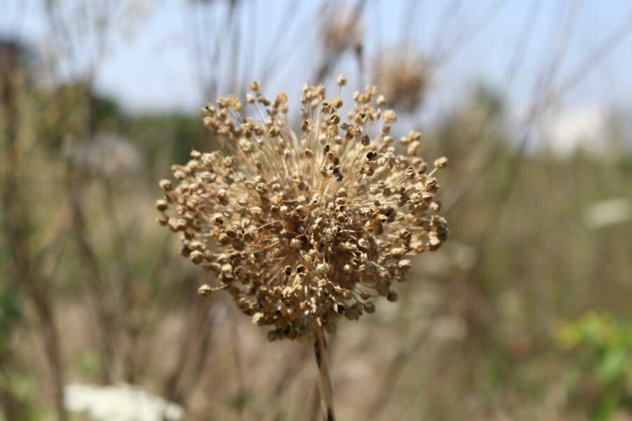 Allium polyanthum fruit