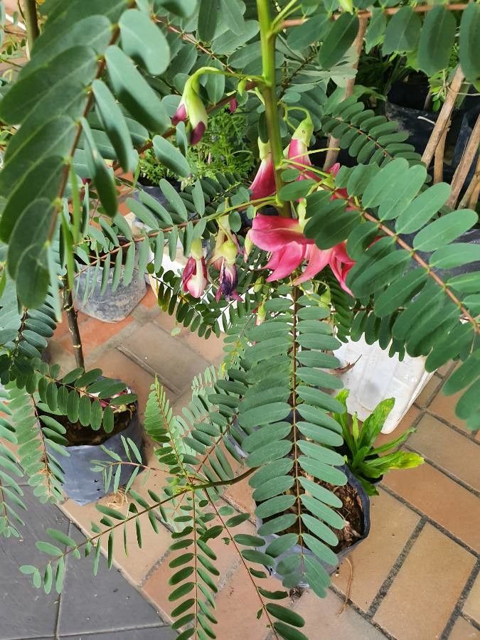 Sesbania grandiflora leaf