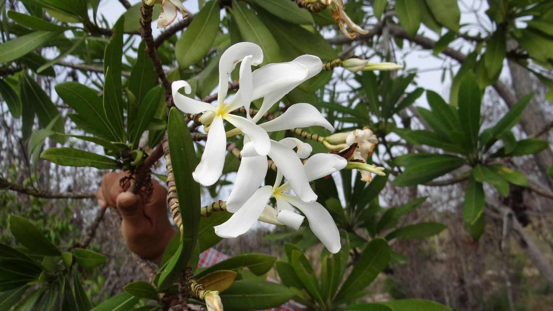 Himatanthus phagedaenicus flower