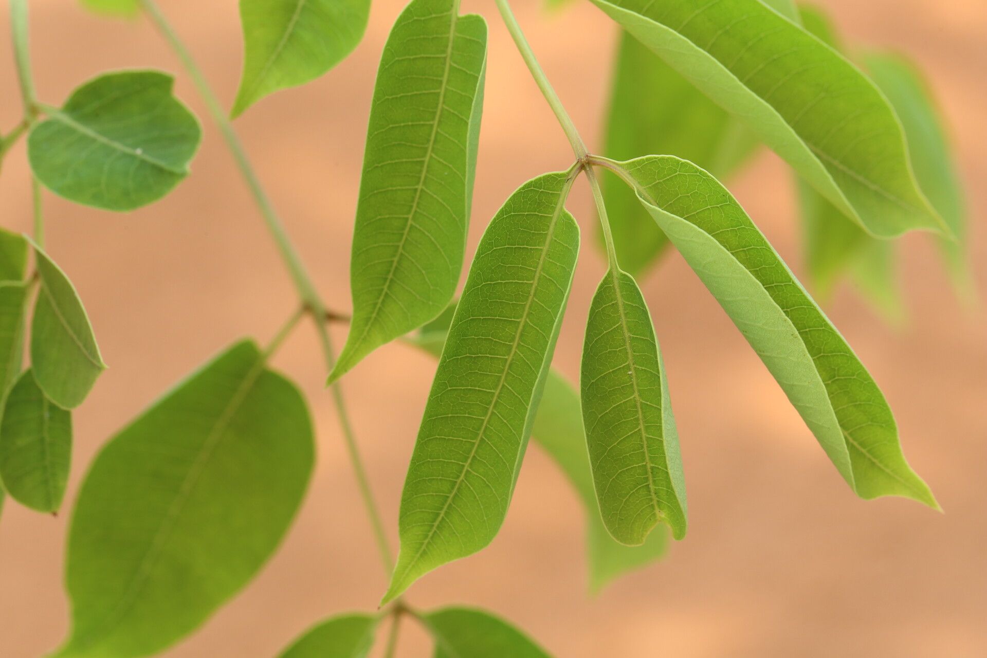 Lannea asymmetrica — related species from the same genus