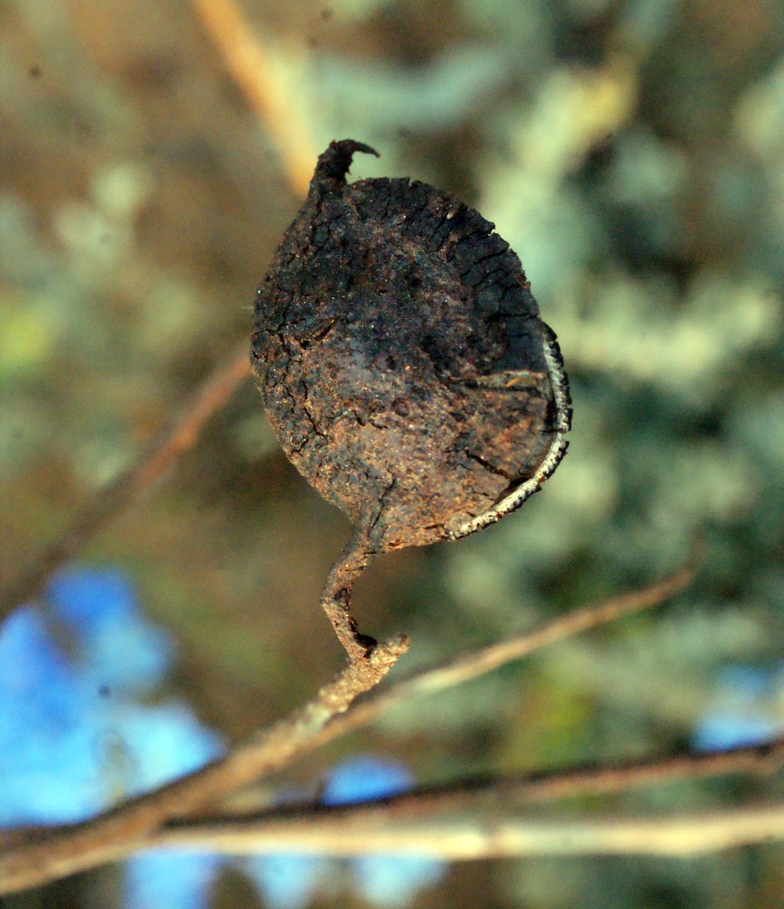 Grevillea eryngioides fruit