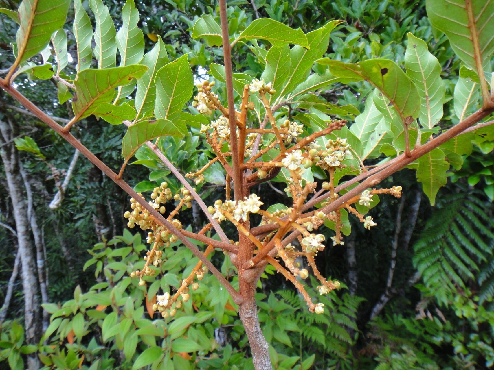 Cupaniopsis chytradenia flower