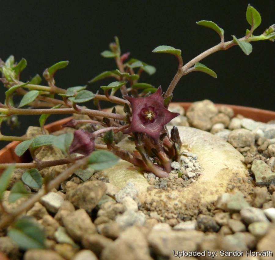 Ceropegia pulchellior — search result for 'Ceropegia'