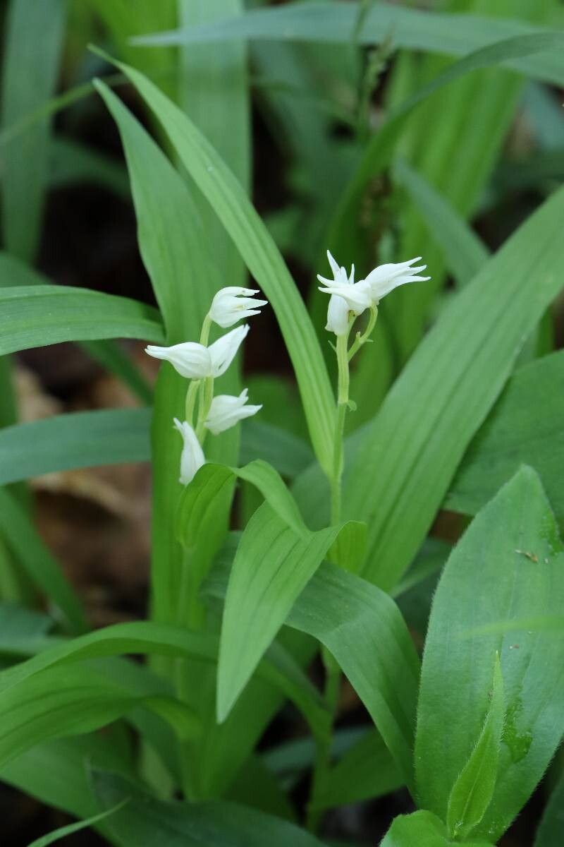 Cephalanthera longibracteata — search result for 'Cephalanthera'
