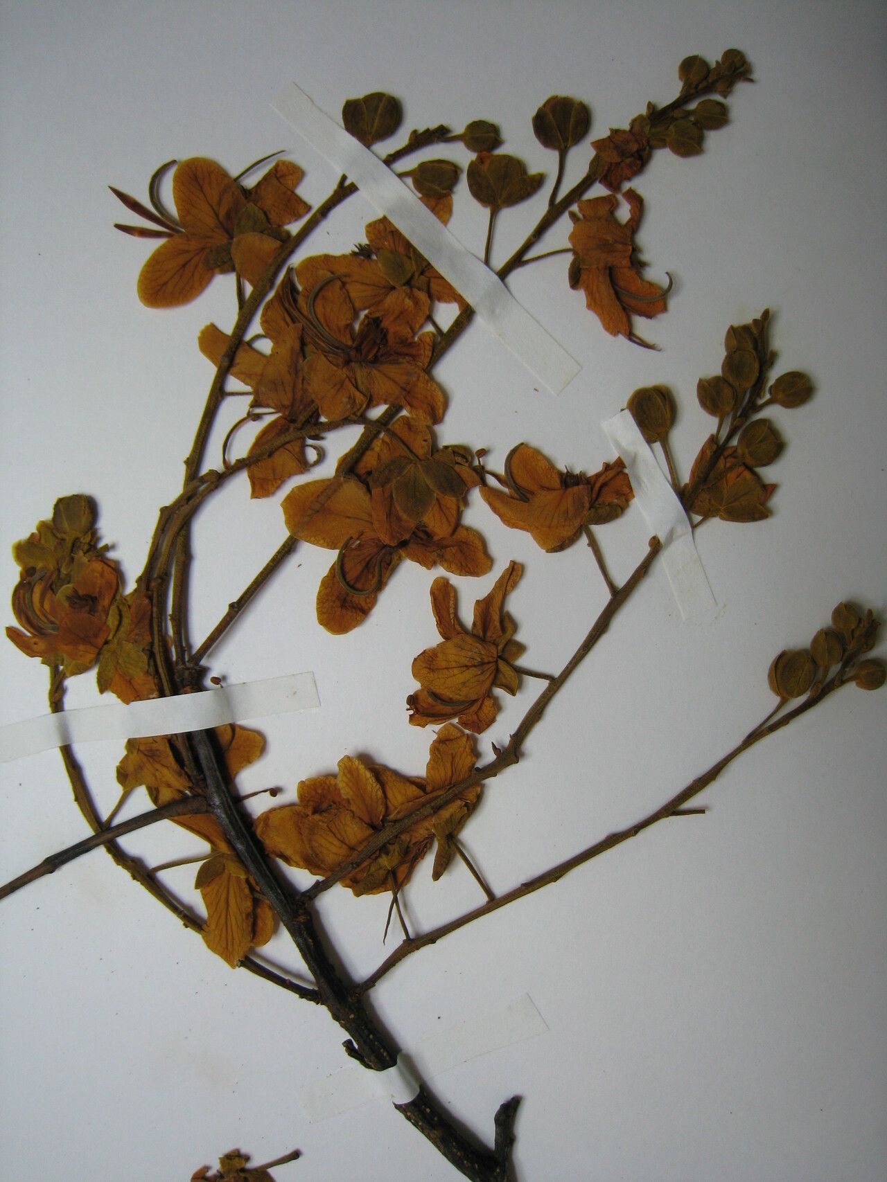 Cassia spruceana other