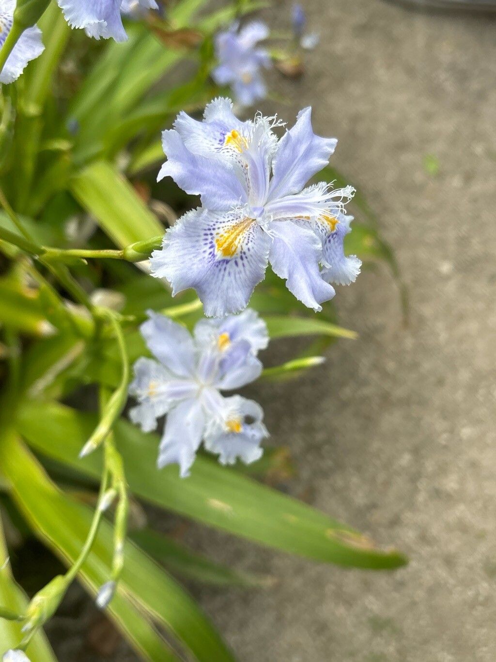 Iris wattii — houseplant care guide