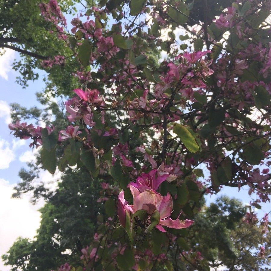Bauhinia blakeana flower