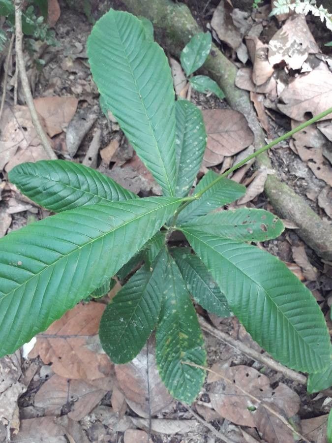 Tetracera indica — houseplant care guide