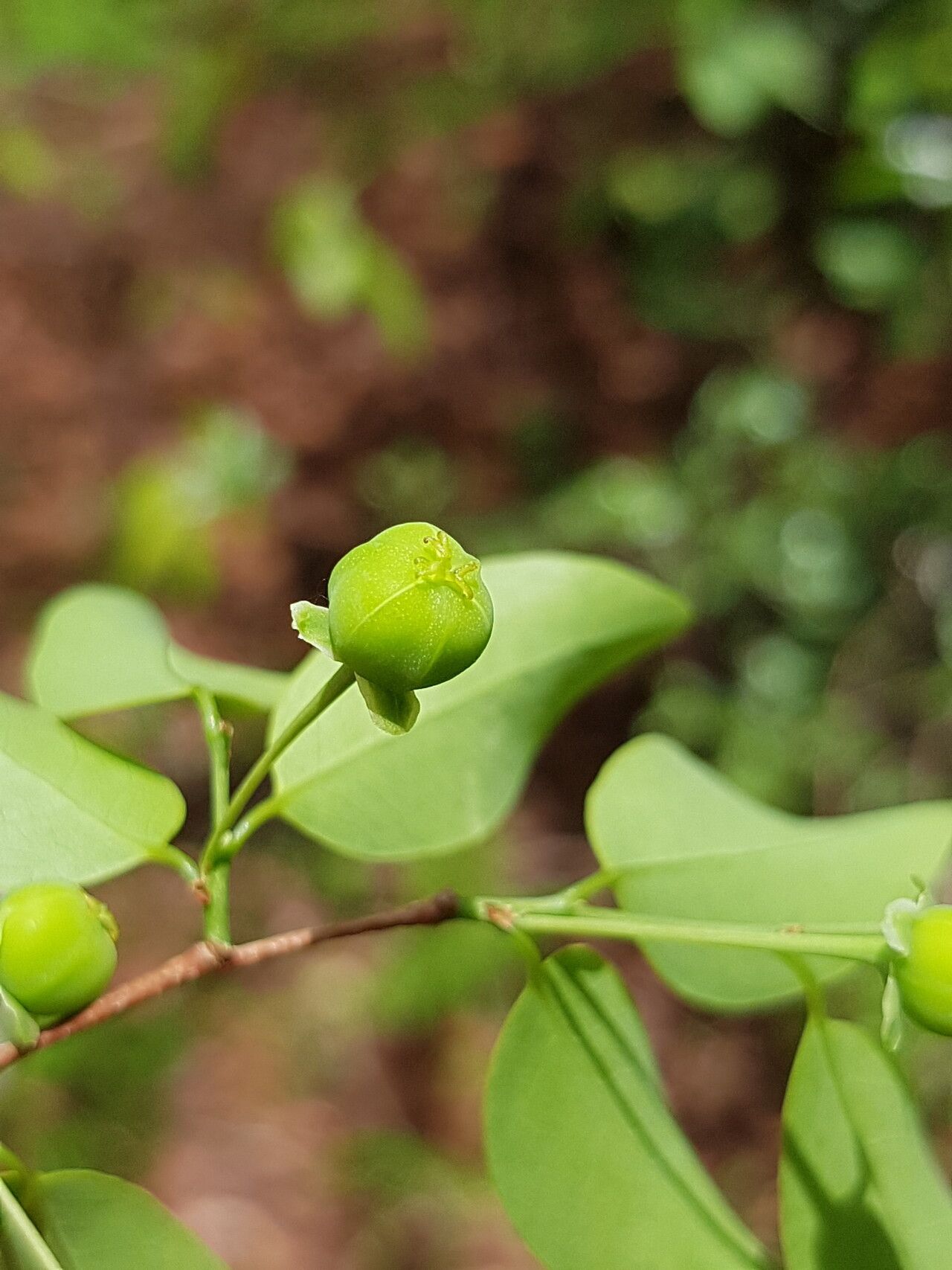 Margaritaria anomala fruit