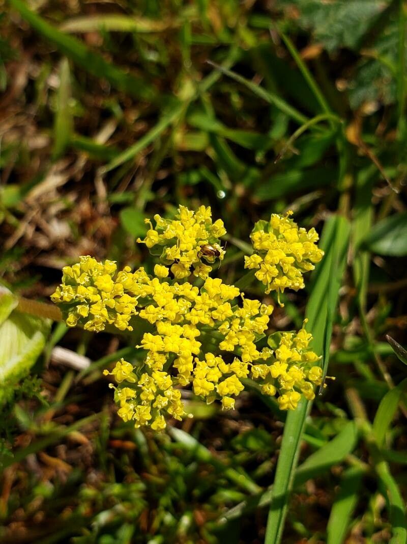 Lomatium utriculatum flower