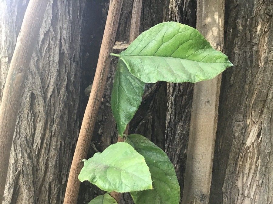 Ehretia latifolia leaf