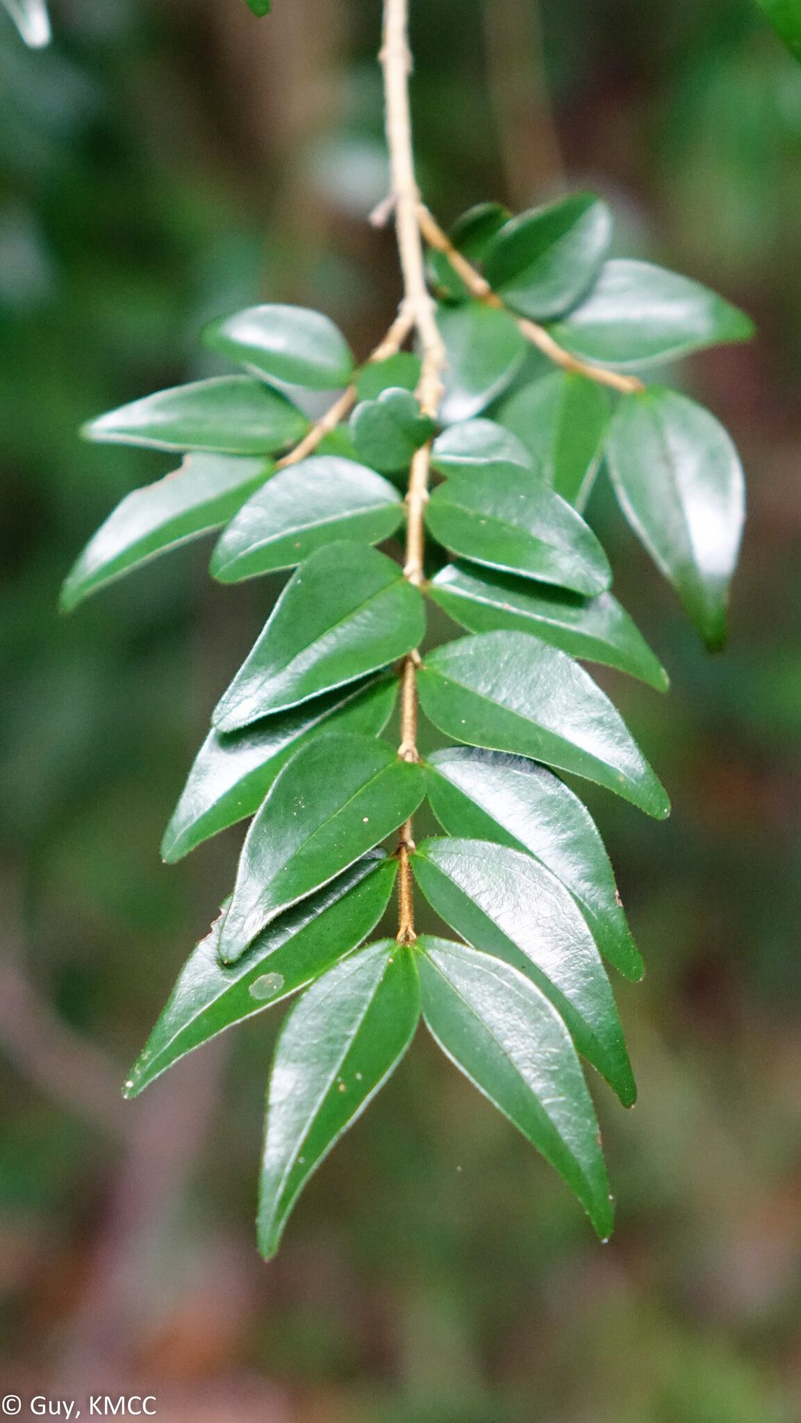 Strychnos myrtoides — houseplant care guide