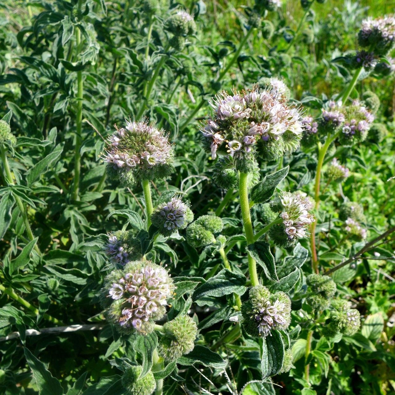 Phacelia californica habit