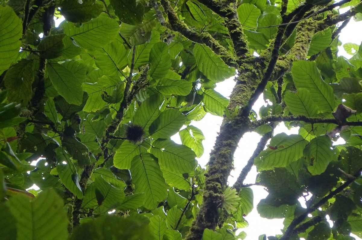 Sloanea dentata habit