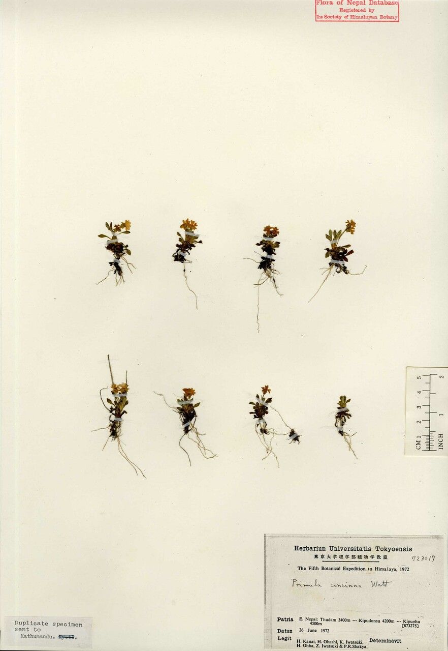 Primula concinna other