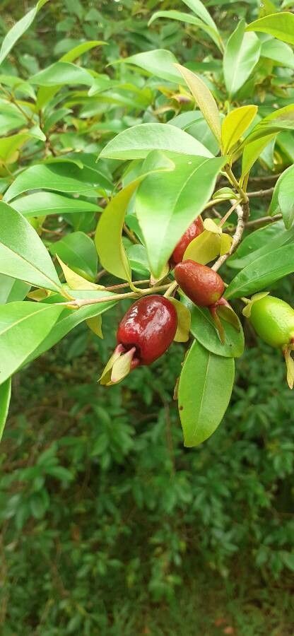 Eugenia involucrata fruit