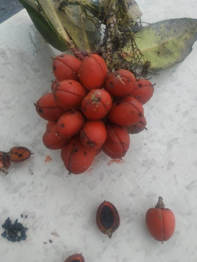 Kibaropsis caledonica — search result for 'Monimiaceae'