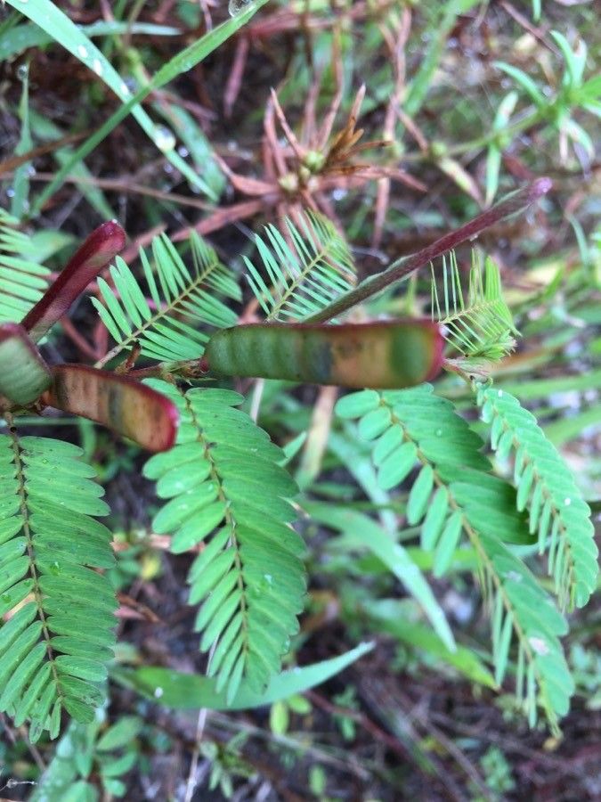 Chamaecrista nictitans fruit