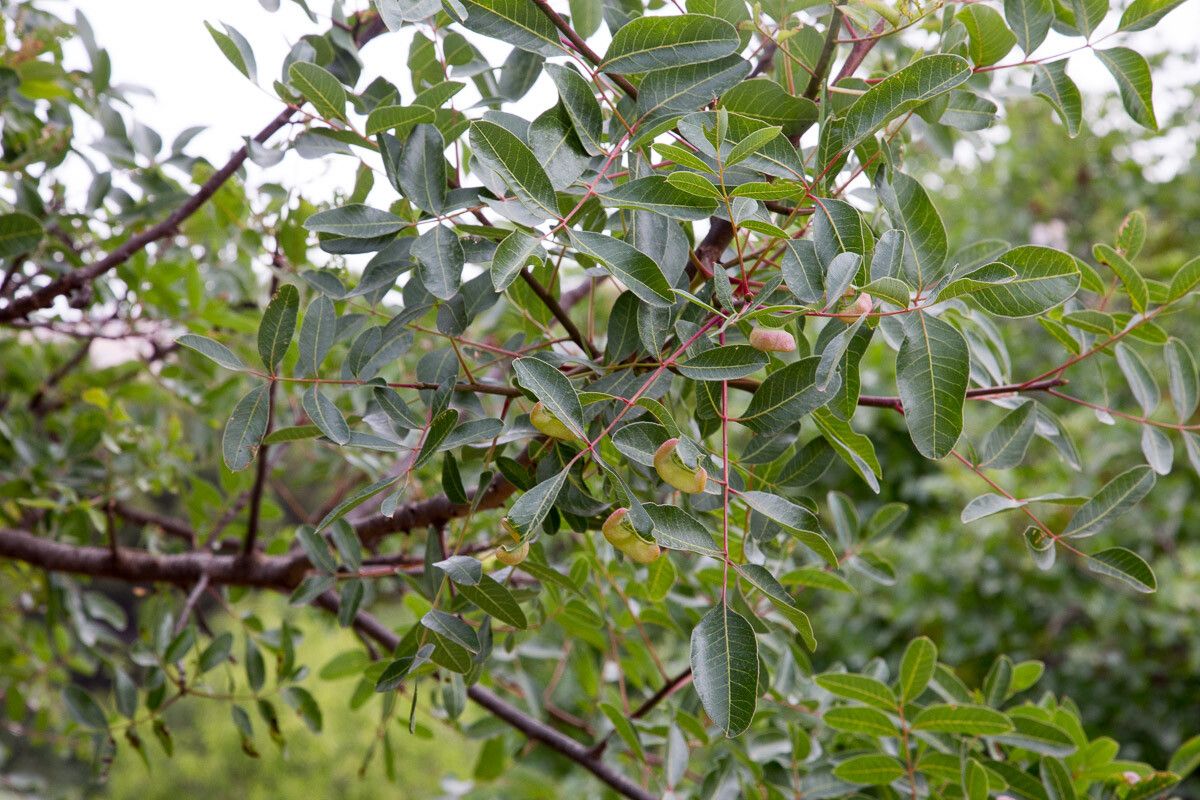 Pistacia vera leaf