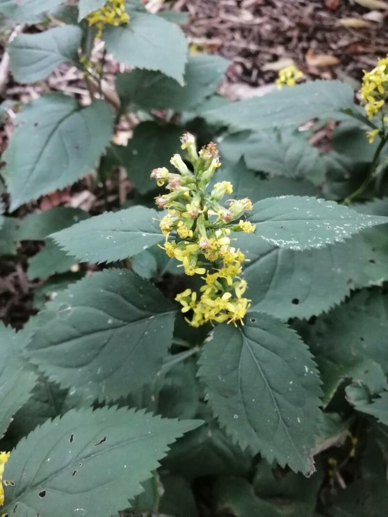 Solidago flexicaulis flower