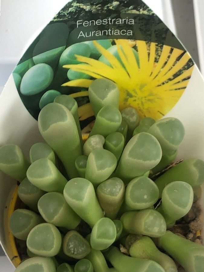 Fenestraria rhopalophylla