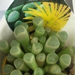 Fenestraria rhopalophylla