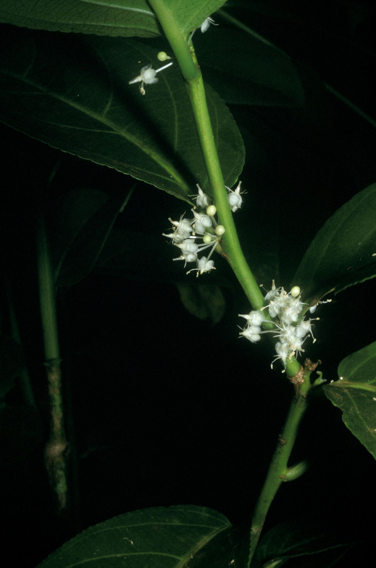 Casearia bicolor flower