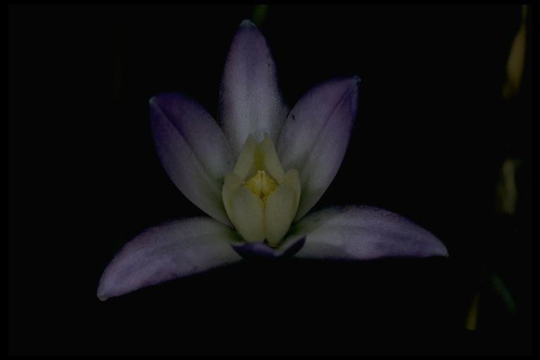 Brodiaea pallida — houseplant care guide