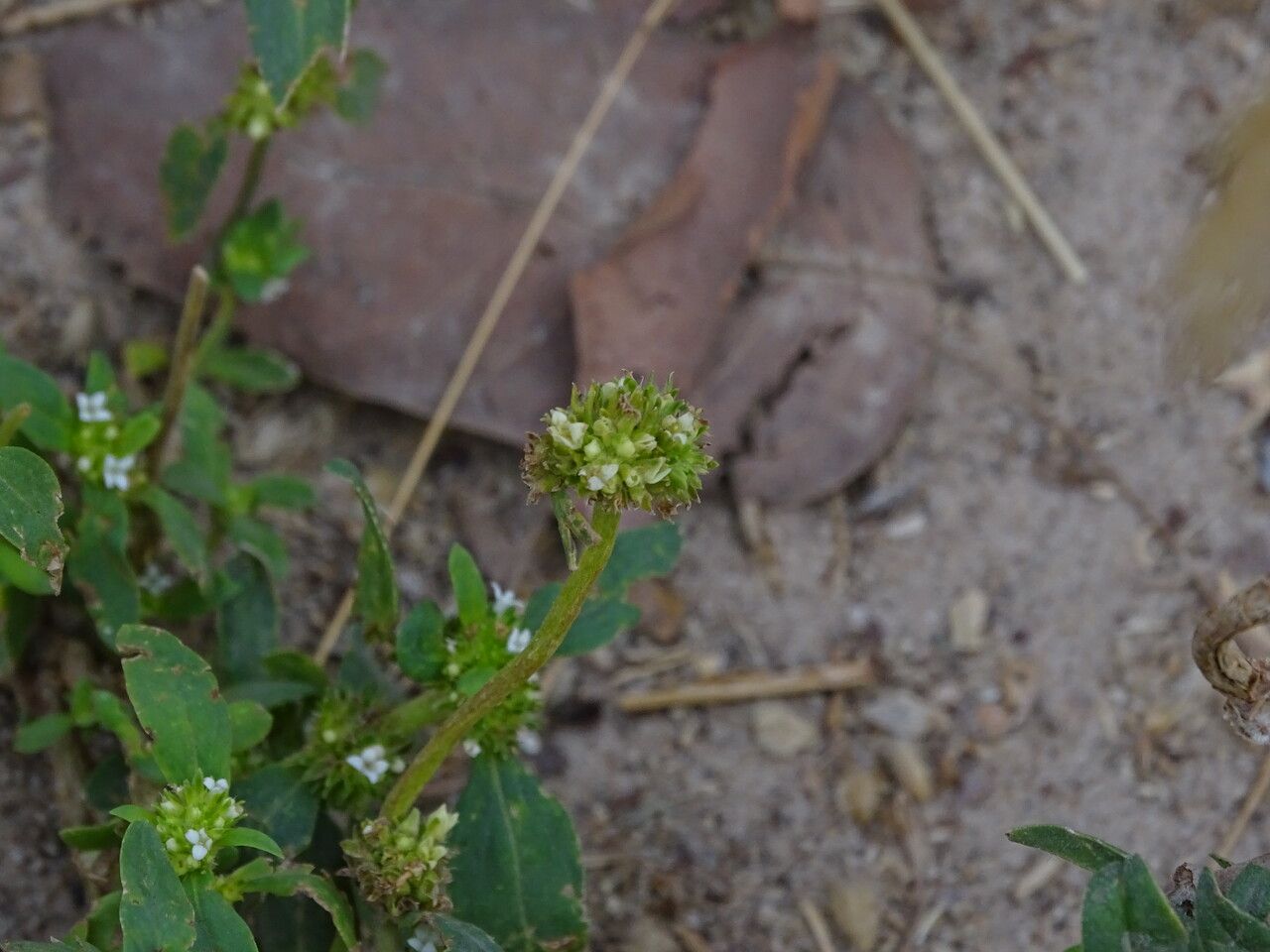 Mitracarpus hirtus flower